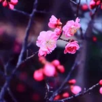 Kiss Shite Hoshii_The Blue Hearts