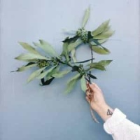 Lotosblume_Robert Schumann