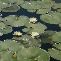 So Sind Hier Die Leute_Franz Josef Degenhardt