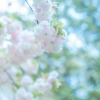 Stream_Dave Matthews