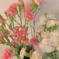 Allegro Maestoso_George Frideric Handel