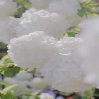 The Arrival Of The Queen Of Sheba_George Frideric Handel