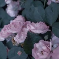 Rise From The Dead_The Lotus Revolution