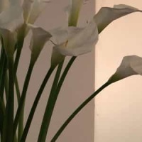 Paparazzi_Kim Dracula