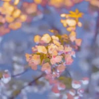 Ringo Come To Fight_Bruno Nicolai