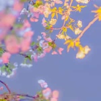 Ima Wa Tada_SIAM SHADE