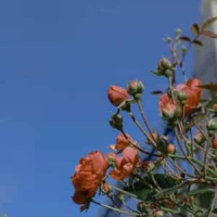 上海 一九四三_周杰倫