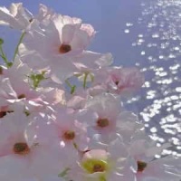 For River_Kan R. Gao