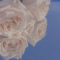 Cambodia_Kim Wilde