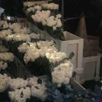 Jerry Was A Racecar Driver_Bob Cock and the Yellow Sock