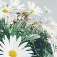 Pavane Pour Une Infante Défunte_Maurice Ravel