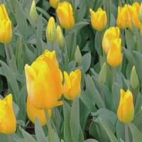 Teen Romance_LiL PEEP