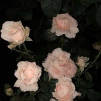 Every Day I Have The Blues_John Mayer