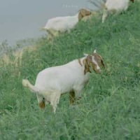 Sleepwalker_Illenium