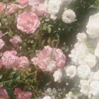 Give My Taxes Back_D.R.I.