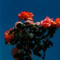 Thunderclouds_LSD (Labrinth, Sia, Diplo)