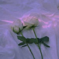Apricot Love_Jack Martini