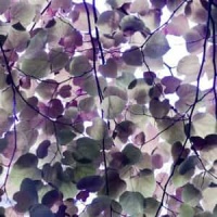 If I Had Only Known_Richard Lloyd