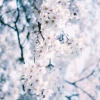 Catatonic Eclipse_G//Z/R