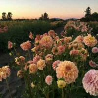 Big Plans_Why Don't We