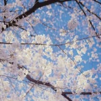 The Scarlet Dawn_Varien