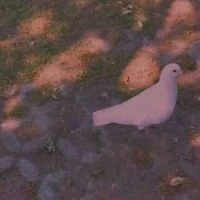 My Out Of Style Is Coming Back_Matthew Good Band