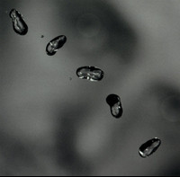 Darkness_Peter Gabriel