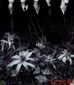 Aint Afraid To Die_Dir en grey