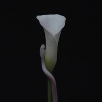 Monomyth_Animals as Leaders