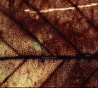 Illumination_Pay money To my Pain