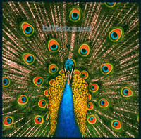 Putting Out Fires_The Bluetones