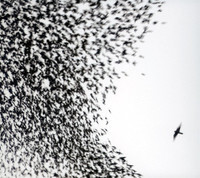 Impossible Germany_Wilco